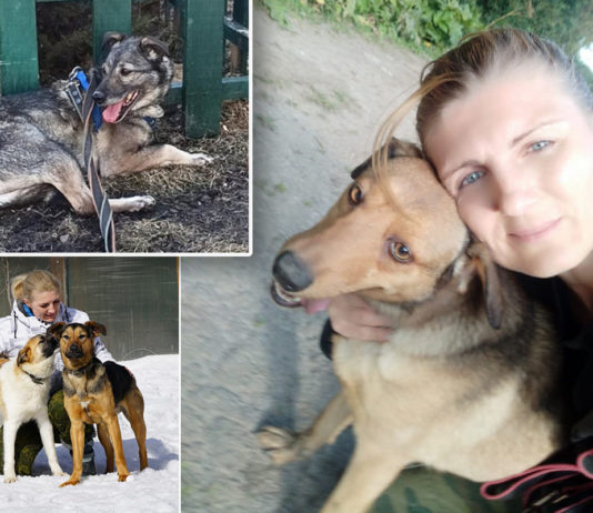 Социализация животных в приютах Москвы: волонтер Алла Булычева и собака-дичок Дымка (приют ЮЗАО «Щербинка»), видео