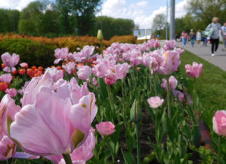 Цветущие яблоневые сады в парке Коломенское (Москва) и парад тюльпанов, первый жаркий майский день, 2021, ВИДЕО Цветущие яблоневые сады в парке Коломенское (Москва) и парад тюльпанов, первый жаркий майский день, 2021, ВИДЕО
