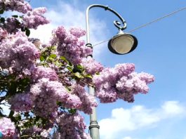 Выходные в Москве: цветущая сирень в Сиреневом парке (Сиреневый бульвар), май 2021, ВИДЕО Выходные в Москве: цветущая сирень в Сиреневом парке (Сиреневый бульваре), май 2021, ВИДЕО