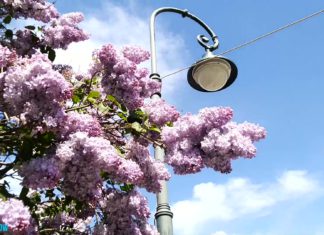 Выходные в Москве: цветущая сирень в Сиреневом парке (Сиреневый бульвар), май 2021, ВИДЕО Выходные в Москве: цветущая сирень в Сиреневом парке (Сиреневый бульваре), май 2021, ВИДЕО