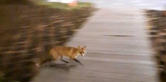 Знаменитая Лиса из новостей отметилась в парке «Зарядье», камеры видеонаблюдения показали Знаменитая Лиса из новостей отметилась в парке "Зарядье", камеры видеонаблюдения показали