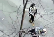 ВИДЕО: В Киеве нацисты расстреливают граждан прямо во дворах домов. Президент Путин, ЗАЧЕМ С ФАШИСТАМИ ВЕСТИ ПЕРЕГОВОРЫ!!! ВИДЕО: В Киеве нацисты расстреливают граждан прямо во дворе домов