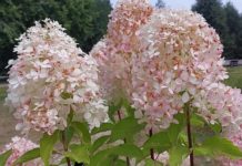 ВИДЕО-обзор: Москва, парк Царицыно, Выставка Изящное садоводство ВИДЕО-обзор: Москва, парк Царицыно, Выставка Изящное садоводство