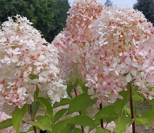 ВИДЕО-обзор: Москва, парк Царицыно, Выставка Изящное садоводство ВИДЕО-обзор: Москва, парк Царицыно, Выставка Изящное садоводство
