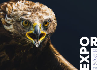 Московская Международная Выставка оружия и товаров для охоты «ORЁLEXPO 2022» в Гостином дворе, с 13 по 16 октября 2022 Московская Международная Выставка оружия и товаров для охоты «ORЁLEXPO 2022» в Гостином дворе, с 13 по 16 октября 2022