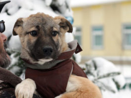 24 декабря волонтеры приюта ЮЗАО Щербинка и Zoo Шоп Happy Pets проводят благотворительную выставку бездомных животных 24 декабря с.г. волонтеры приюта ЮЗАО Щербинка и Zoo Шоп Happy Pets проводят благотворительную выставку бездомных животных