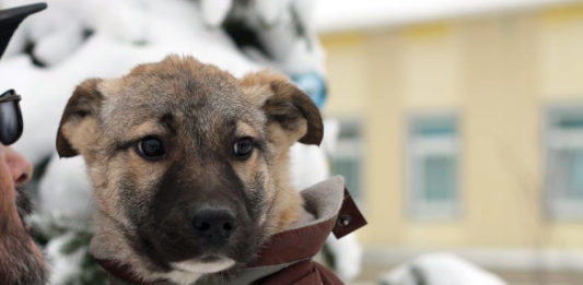 24 декабря волонтеры приюта ЮЗАО Щербинка и Zoo Шоп Happy Pets проводят благотворительную выставку бездомных животных 24 декабря с.г. волонтеры приюта ЮЗАО Щербинка и Zoo Шоп Happy Pets проводят благотворительную выставку бездомных животных