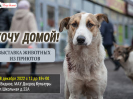 18 декабря 2022 в г.Видное — выставка бездомных животных «ХОЧУ ДОМОЙ» 18 декабря 2022 в г.Видное - выставка бездомных животных "ХОЧУ ДОМОЙ"