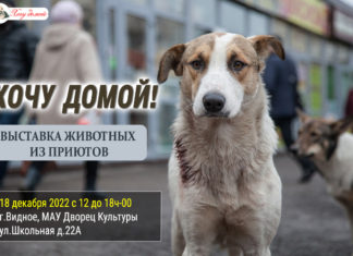 18 декабря 2022 в г.Видное — выставка бездомных животных «ХОЧУ ДОМОЙ» 18 декабря 2022 в г.Видное - выставка бездомных животных "ХОЧУ ДОМОЙ"