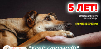 ЮБИЛЕЙ — 5 лет «Выставкам бездомных животных ХОЧУ ДОМОЙ!»: авторский проект зоозащитницы Марины Шевченко