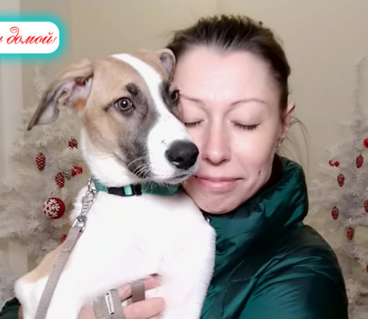 18 декабря 2022 в г.Видное успешно прошла выставка бездомных животных «ХОЧУ ДОМОЙ!» зоозащитницы Марины Шевченко