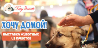 4 марта в Наро-Фоминске: «ХОЧУ ДОМОЙ», выставка бездомных животных из приютов Москвы и МО, проект Марины Шевченко 4 марта в Наро-Фоминске: "ХОЧУ ДОМОЙ", выставка бездомных животных из приютов Москвы и МО