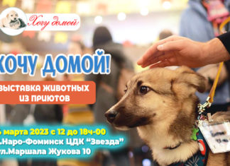 4 марта в Наро-Фоминске: «ХОЧУ ДОМОЙ», выставка бездомных животных из приютов Москвы и МО, проект Марины Шевченко 4 марта в Наро-Фоминске: "ХОЧУ ДОМОЙ", выставка бездомных животных из приютов Москвы и МО