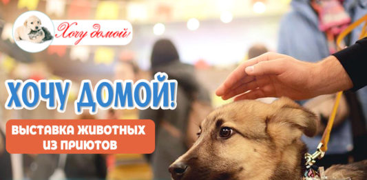 4 марта в Наро-Фоминске: «ХОЧУ ДОМОЙ», выставка бездомных животных из приютов Москвы и МО, проект Марины Шевченко 4 марта в Наро-Фоминске: "ХОЧУ ДОМОЙ", выставка бездомных животных из приютов Москвы и МО