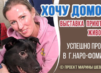🐕🐱ХОЧУ ДОМОЙ выставка животных из приютов (проект Марины Шевченко), успешно прошла в Наро-Фоминске❗ ХОЧУ ДОМОЙ выставка животных из приютов (проект Марины Шевченко), успешно прошла в Наро-Фоминске