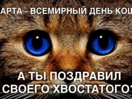 Сегодня, 1 Марта — Всемирный День кошек, в самый первый день весны! «Мировые» кошки, как отметить этот день Сегодня, 1 Марта - Всемирный День кошек, в самый первый день весны! История события, "мировые" кошки