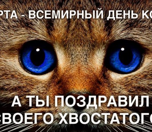 Сегодня, 1 Марта — Всемирный День кошек, в самый первый день весны! «Мировые» кошки, как отметить этот день Сегодня, 1 Марта - Всемирный День кошек, в самый первый день весны! История события, "мировые" кошки