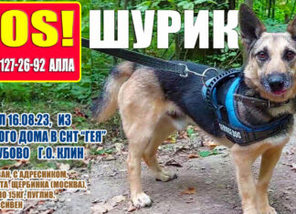 ПРОПАЛ пёс ШУРИК! 16 августа 2023, из СНТ «ГЕЯ» (пос.Зубово, г.о.Клин). Пуглив, не агрессивен, СРОЧНО — РЕПОСТЫ!! ПРОПАЛ пёс ШУРИК! 16 августа 2023, из СНТ «ГЕЯ» (пос.Зубово, г.о.Клин)