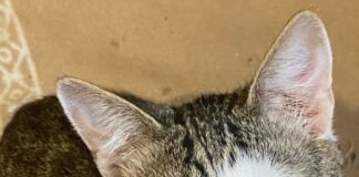 ❗SOS❗ ЛЮДИ, Крик о помощи❗ Приют «Дорогой ДОБРА» (Звенигород, 200 кошек🐱 и собак🐶). НУЖНА Финансовая помощь! SOS! ЛЮДИ, Крик о помощи! Приют Дорогой ДОБРА (Звенигород, 200 кошек и собак). НУЖНА Финансовая помощь!