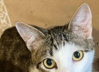 ❗SOS❗ ЛЮДИ, Крик о помощи❗ Приют «Дорогой ДОБРА» (Звенигород, 200 кошек🐱 и собак🐶). НУЖНА Финансовая помощь! SOS! ЛЮДИ, Крик о помощи! Приют Дорогой ДОБРА (Звенигород, 200 кошек и собак). НУЖНА Финансовая помощь!