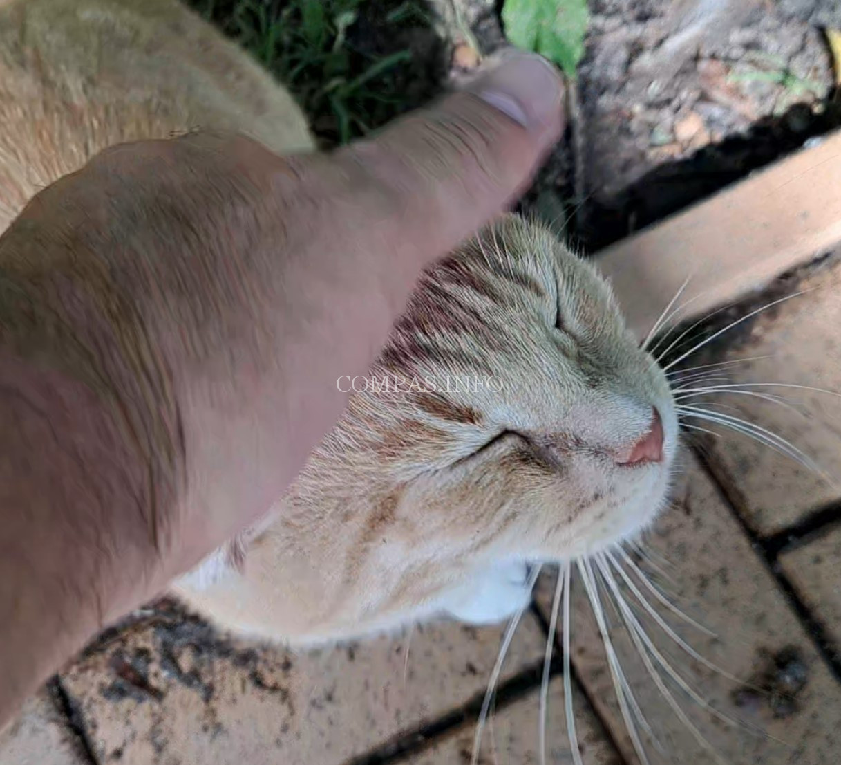 кот хранитель парка и усадьбы Остафьево 1