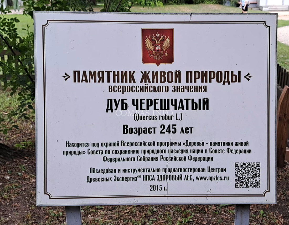 Абрамцевский-дуб-усадьба-Абрамцево-1